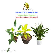 Bibit tanaman buah dewandaru / siyanto (langka)rp25.999: Jual Bibit Tanaman Hias Langka Terbaru Lazada Co Id