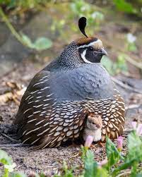 Wachtell lipton was founded on a handshake in 1965 as a small group of lawyers dedicated to providing advice and expertise at the highest levels. Diese Aufnahme Habe Ich Vor Einigen Jahren Von Einer Mannlichen Wachtel Aus Kalifornien Mit 15 Aufnahme Aus Vogel Als Haustiere Wachteln Schone Vogel