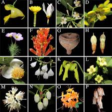 Image result for Inhambanella henriquesii