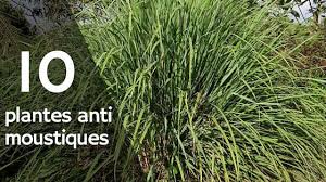 Plante qui repousse les mouche et moustique. 10 Plantes Anti Moustiques