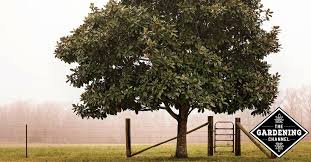 Prune lightly to maintain a natural. How To Grow Magnolia Trees Gardening Channel