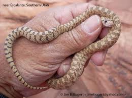 Ground colour is cream, to straw yellow. Pituophis Catenifer The Reptile Database