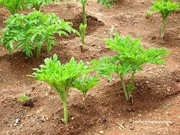 Pin By Agroplus Live A Healthy Life On Fresh Vegetables Plants Food Forest Garden Plants
