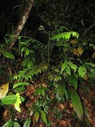 Image result for Alangiaceae