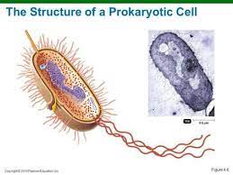 Copyright C 2010 Pearson Education Inc Figure 4 6 The Structure Of A Prokaryotic Cell Eukaryotic Cell Prokaryotic Cell Plasma Membrane