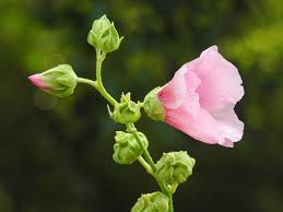Before the moldboard plow made a giant salad deer also eat leaves on vines clinging to trees and shrubs above the snow. City Of Wild Hollyhocks Bloom In Beijing Summer Cgtn