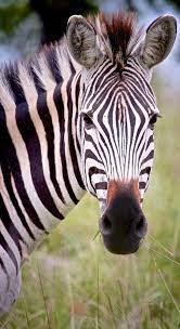 Pin By Beverley Mulligan On Animals Wildlife Zebras Zebra Pictures African Animals
