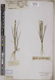 Image result for Elytrophorus spicatus