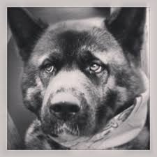 Black And White Akita Black And White American Akita By Maria West Heilberg American Akita Akita Canine
