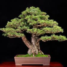 Naturally dwarfed trees are weak and short lived. Bonsai Gardens Guide Hgtv