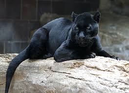 Check spelling or type a new query. Melanistic Jaguar Jaguar Animal Melanistic Animals Black Animals