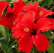 Image result for Hibiscus engleri