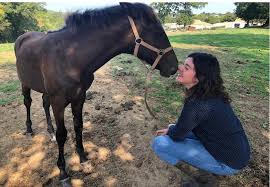 Jeune passionnée, j'ai été elevage d'akhal nous élevons et entraînons des akhal teke de pur sang dans l'est de la france. Dompierre Sur Yon Elle A Lance Un Elevage De Chevaux Lusitaniens Les Sables D Olonne Maville Com