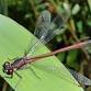 Nosey Nature Natter - Secrets of the Pond event image