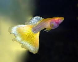 Yalcin Adli Kullanicinin Guppy Lepistes Panosundaki Pin Lepistes