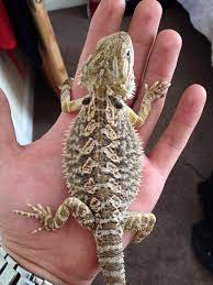 We have combined 25 years of reptile husbandry and breeding expertise to put together a fantastic array of exotic reptiles for sale. Mirdif Pets Home Facebook