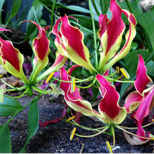 Image result for Moraea carsonii