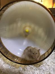 Syrian hamsters can make fantastic companions. All About Wheels For Hamsters Hamster Society Singapore