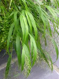 Image result for hakonechloa macra nicolas
