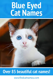 Black And White Kitten Names Unisex Blue Eyed Cat Names 100 Stunning Ideas Find Cat Names In 2020 Cat With Blue Eyes Cute Cat Names Cat Names