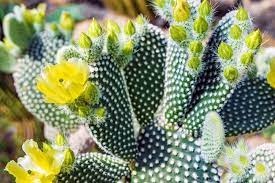 Most cactus plants are purchased already growing, so planting is just a matter of digging a hole and putting the cactus in it. Prickly Pear How To Grow And Care For Opuntia Cactus Garden Design