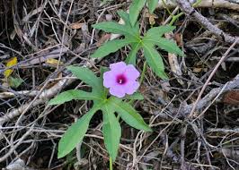 Image result for Ipomoea mauritiana