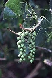 Image result for Populus deltoides