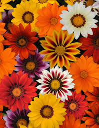 Botanically called gazania rigens, treasure flowers is a more common name. Gazania Rigens F1 New Day Mischung G Blumen Weigelt Samen