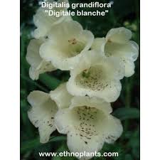 Digitalis Grandiflora Digitale Blanche 25 Graines Semillas Flores Blancas Plantas