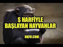 N ile başlayan hayvanların isimleri ve kısaca özelliklerini anlatan videomuz. S Harfiyle Baslayan Hayvanlar S Ile Hayvan Youtube