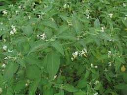 Image result for Solanum chenopodioides