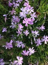 But its stems and leaves can look quite nice in rock gardens. Evergreen Groundcover Plants 20 Choices For Year Round Interest