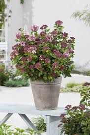 Alors en plus des jardinieres et pots de fleurs jolis mais un peu legers vous allez investir dans des petits arbustes en pot pour une terrasse totalement green. Laurier Tin Lisarose Arbuste Plante D Exterieur Balcon Terrasse Jardiland