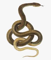 Our database contains over 16 million of free png images. Snake Png Transparent Snake Transparent Background Png Download Kindpng