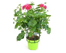 Check spelling or type a new query. Come Decorare Il Tuo Balcone In Primavera Le Nostre 3 Proposte Floralgarden