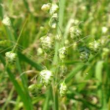 Image result for Briza minor