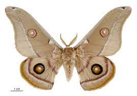 Examples of moth in a sentence. Moth Wikipedia