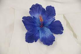 It has five petaled blooms with bright green foliage. Would Like These Added In My Bouquete Blue Hibiscus Blue Flowers Hibiscus