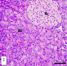 Maybe you would like to learn more about one of these? Improvement In Beta Islets Of Langerhans In Alloxan Induced Diabetic Rats By Erythropoietin And Spirulina Sciencedirect