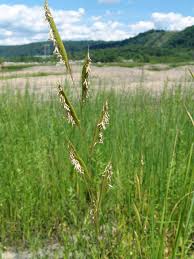 Image result for Phacelurus schliebenii