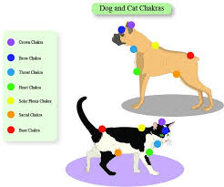 laminated poster of dog and cat chakra locations animal