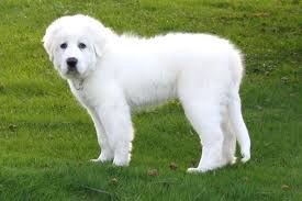 Great Pyrenees Puppies For Sale From Reputable Dog Breeders