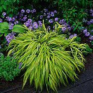 Hakonechloa Finegardening Shade Plants Japanese Forest Grass Plants