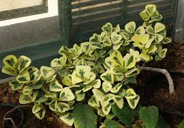 Image result for Ficus natalensis