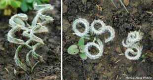 Image result for Gethyllis