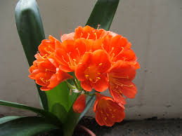 Ultima della specie ad essere classificata, è tra le più apprezzate per i grandi fiori arancione acceso non ricadenti, ma dritt. Piante Ornamentali