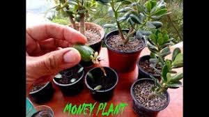The easiest way to propagate the money tree is by taking a cutting from it. How To Grow Money Plant From Leaf Youtube