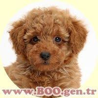 Sus Kopekleri Poodle Kopek Bichon