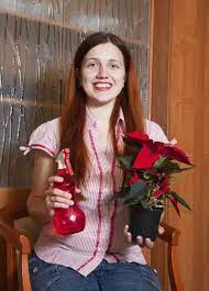 Watering Poinsettia Plants How Do You Water A Poinsettia Plant Poinsettia Plant Poinsettia Poinsettia Flower