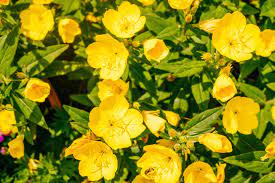 The flowers that bloom at night usually come in shades of white, pink, green, or red and have a strong fragrance that attracts night pollinators to your yard. 15 Flowers That Bloom At Night